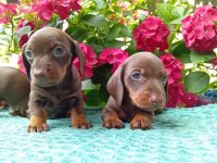 Chocolatte tan mini sosis dachshund yavrular