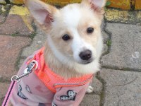 Minik spitz kızımız