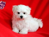 Maltese terrier cinsi mini Boy Puppy Kar beyaz