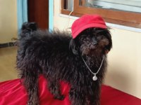 Mama Karşılığı Erkek Toy Poodle