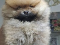 Ayı yavruları gibi pomeranian