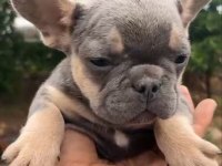 French bulldog yavrularımız ırk ve sağlık garantili