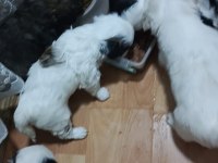 4 yavru köpeğimiz 1 buçuk aylık acil