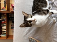 2 Yaşındaki Luna Acil Ev Arıyor 2 Ayı Var!
