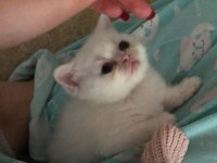 İran chinchilla yavrular