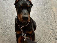 A kalite estetikli çok çok uyguna doberman yavrular