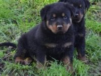 Elit Patiler Farkıyla Rottweiler Yavrular