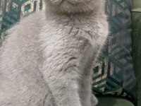 Scottish fold yavrular