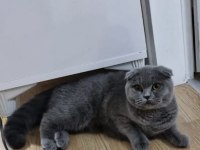 Scottish Fold Kızımıza Yuva Arıyoruz
