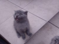Yine kalite yine scottish fold