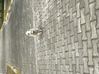 2 Aylık Dişi Tonya Finosu Yavrusu