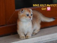Munchkin Kilt Cüce Golden Scottish Fold Yavrumuz