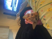 3 aylık erkek Kanada sphynx