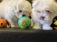 Tea Cup Kar Beyaz Kore Kan Maltese Yavrular