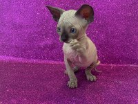 sphynx sfenks tüysüz dişi erkek yavruları