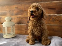 SON 2 YAVRUMUZ UYGUN FİYATLI POODLE