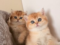 Golden British Shorthair