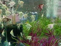 Gardenya petshop tum canlı doguran cesıtleri magazamızda