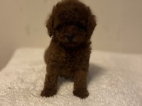 Toy Korean Poodle