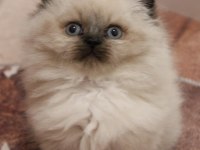 Safkan mavi göz british longhair