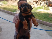 Yavru rottweiler üç aylık