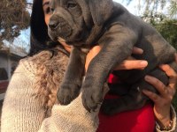 Üst Kalite Dev Cane Corso Yavrularım