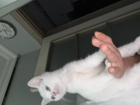 Pamuk minnak