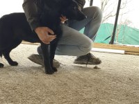 Irkının en iyisi siyah kurt köpeği