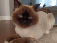 Ragdoll Kedimiz İçin Kalıcı Ve Sevgi Dolu Ev