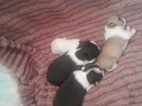 19 mayıs doğumlu köpekler yeni yuvasını arıyor