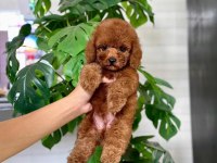 SAFKAN A KALİTE TOY POODLE BEBEKLERİM