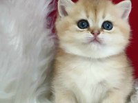 Mini Gold Yavru British Shorthair