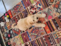 4 aylik yavru maltipoo