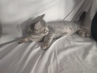 British shorthair erkek 28 nisan doğumlu