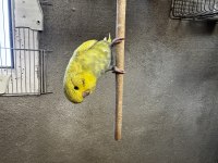 Muhabbet kuşu yavru jumbo
