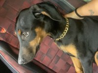 3 aylık dişi safkan doberman
