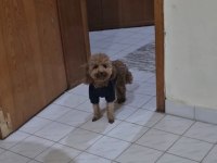 1 Yaşında toy poodle