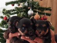 Yorkshire Terrier yavrular