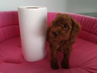 Redbrown toy poodle yavrularımız ziyarete açık