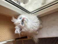 Safkan Bebek British Longhair
