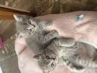 British shorthair yavruları