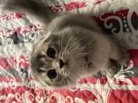 Scottish fold longhair iki aylık yavru