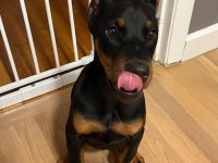 Fenasal estetikli doberman yavrular