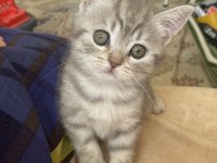 Çok sevimli oyuncu sağlıklı dişi british shorthair bebeğimiz