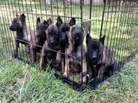 Belçika Malinois (kurdu)