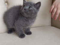 Safkan orijinal british shorthair yavrularımız
