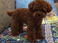 TESLİME HAZIR TEACUP POODLE YAVRULAR