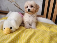 Maltipoo Yavrular Aileye Katılmaya Hazır