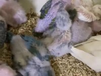 Orman Bakanlığı Belgeli Yavru Evcil Caique Papağanı
