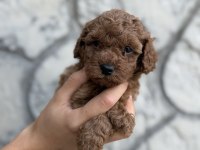 Eşsiz kalite toy Poodle yavrularım